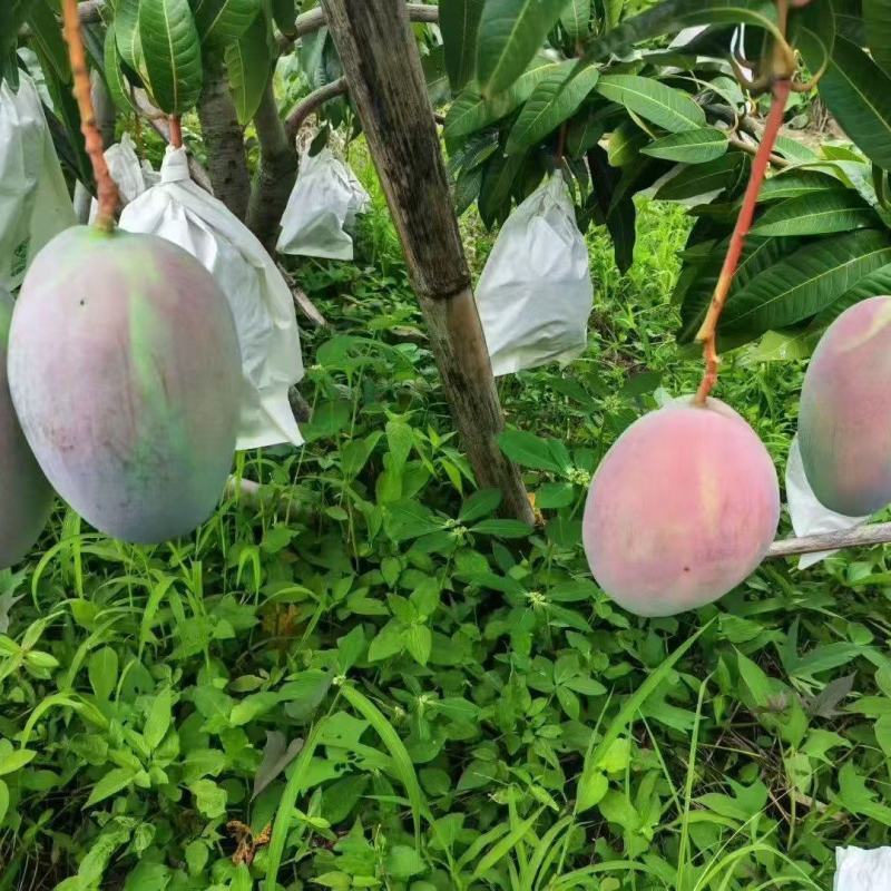 凯特芒