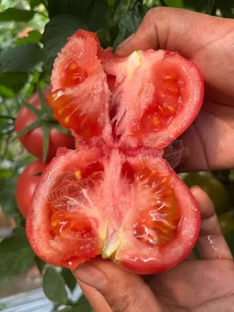 口感西红柿番茄种子普罗旺斯原包装基地寿光蔬菜种苗产地直发