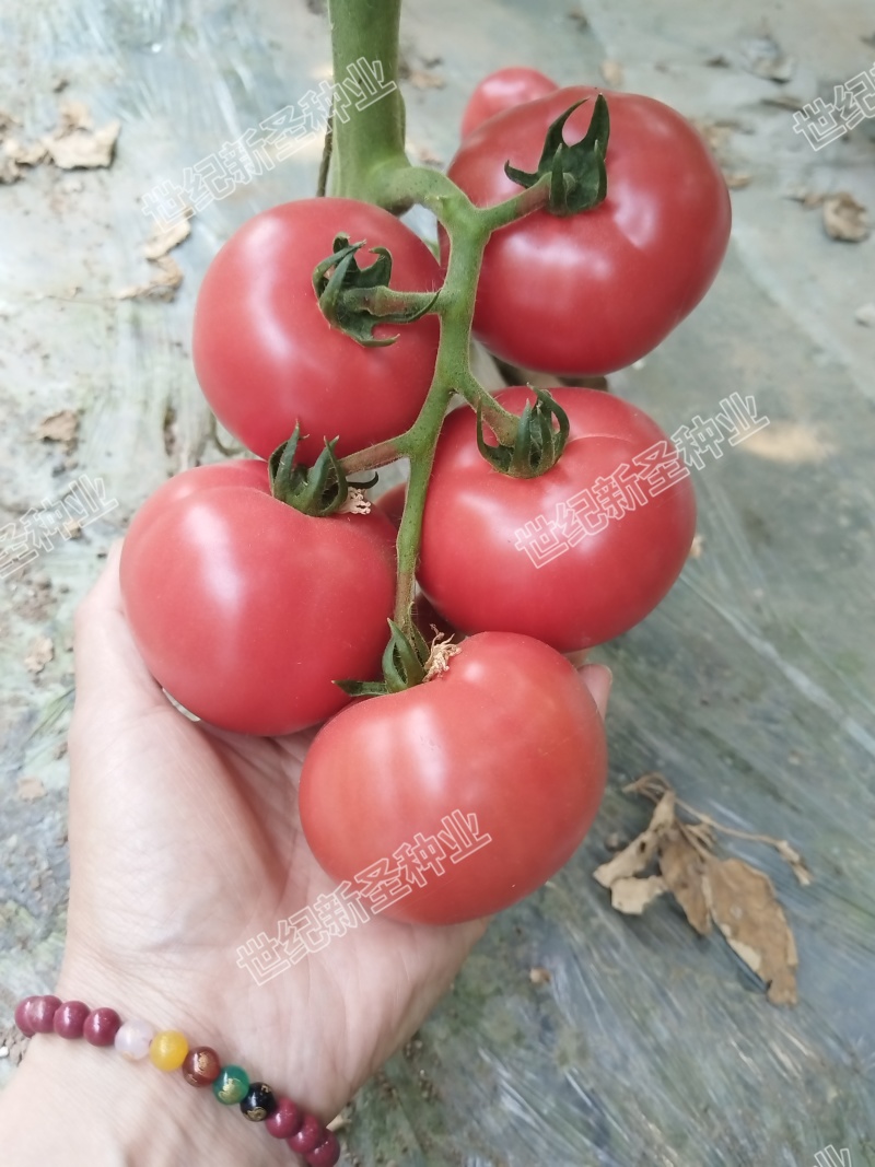 口感西红柿番茄种子普罗旺斯原包装基地寿光蔬菜种苗产地直发