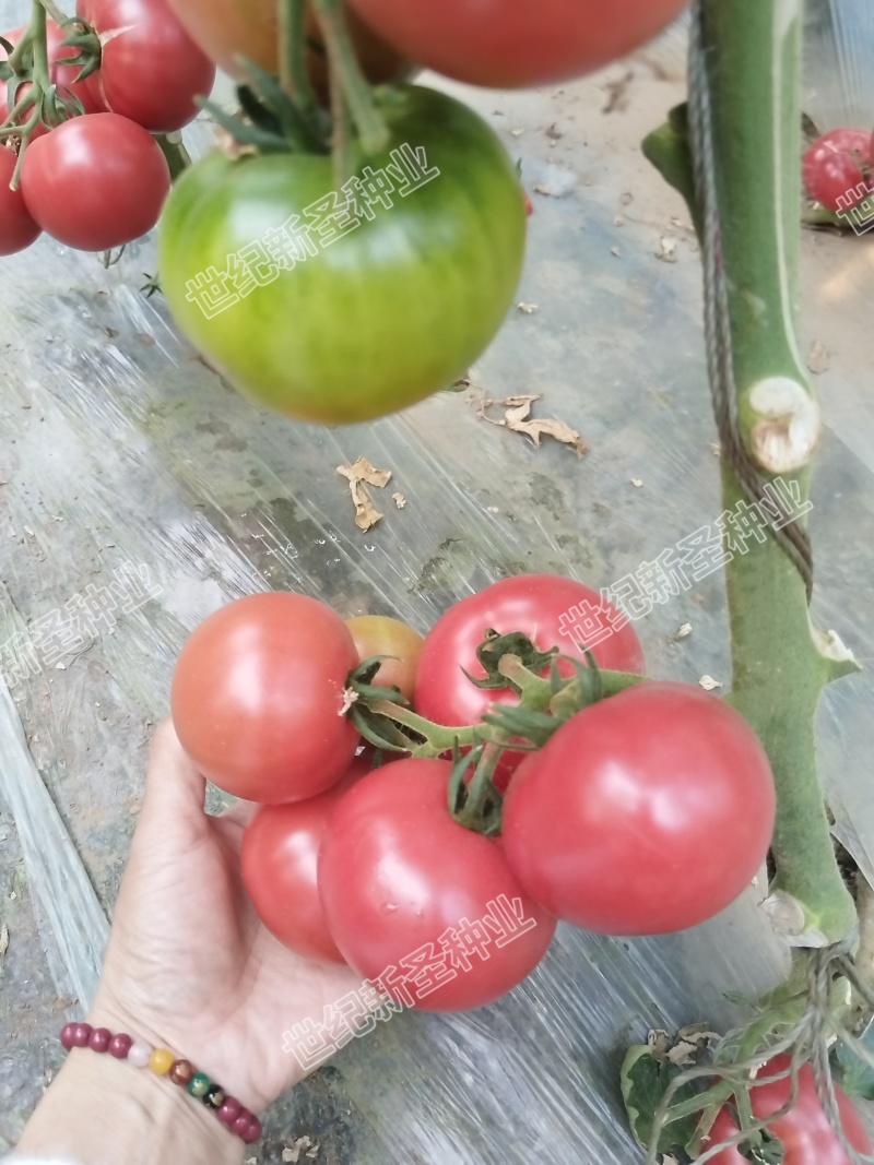 口感西红柿番茄种子普罗旺斯原包装基地寿光蔬菜种苗产地直发