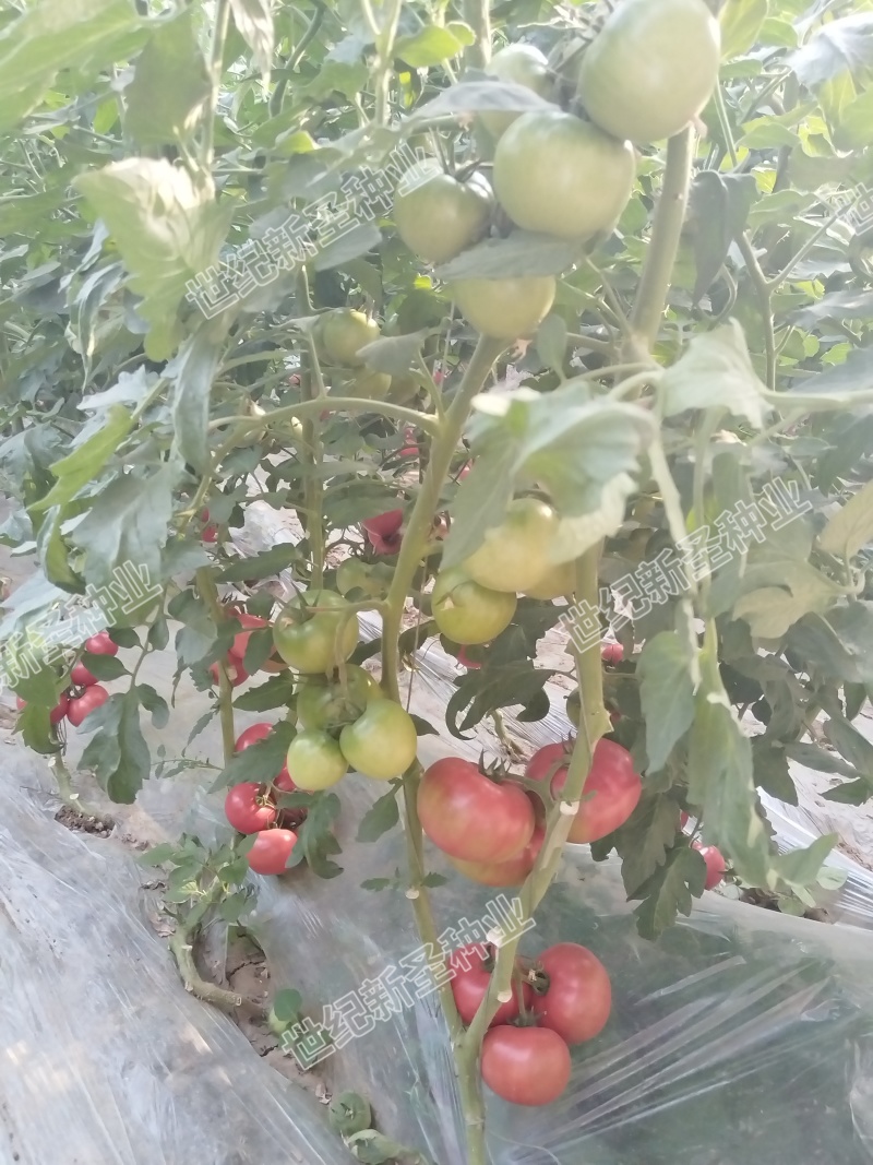 口感西红柿番茄种子普罗旺斯原包装基地寿光蔬菜种苗产地直发