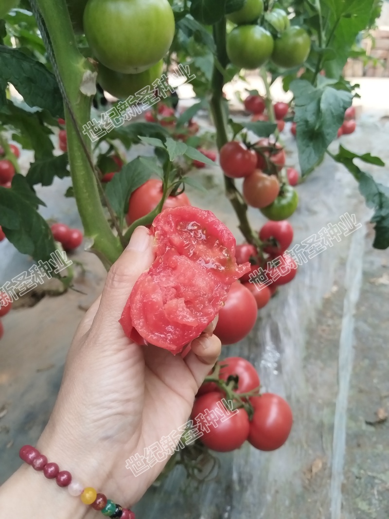 口感西红柿番茄种子普罗旺斯原包装基地寿光蔬菜种苗产地直发
