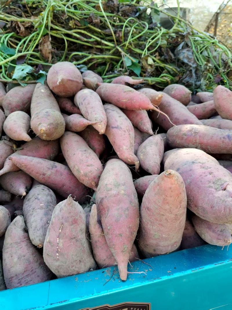 热卖红薯地瓜西瓜红红薯产地货源价格优惠欢迎新老客户前来