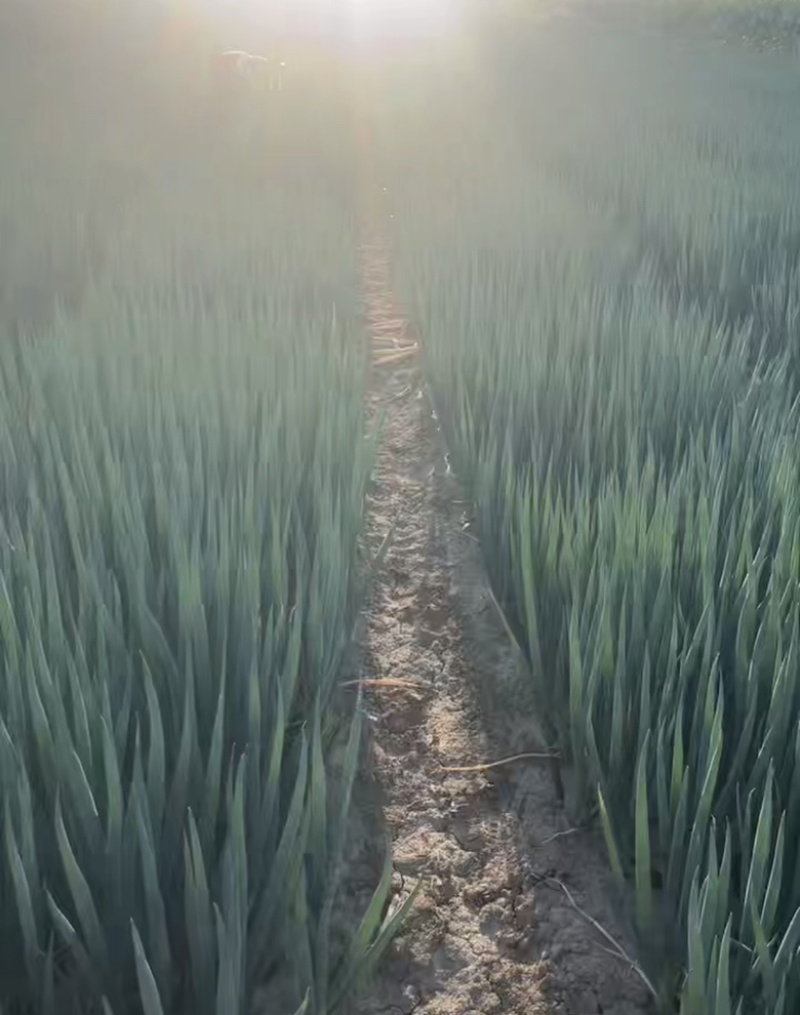 山东优质铁杆大葱