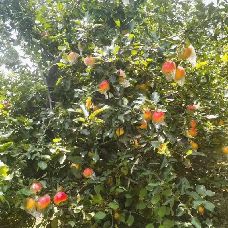 美八