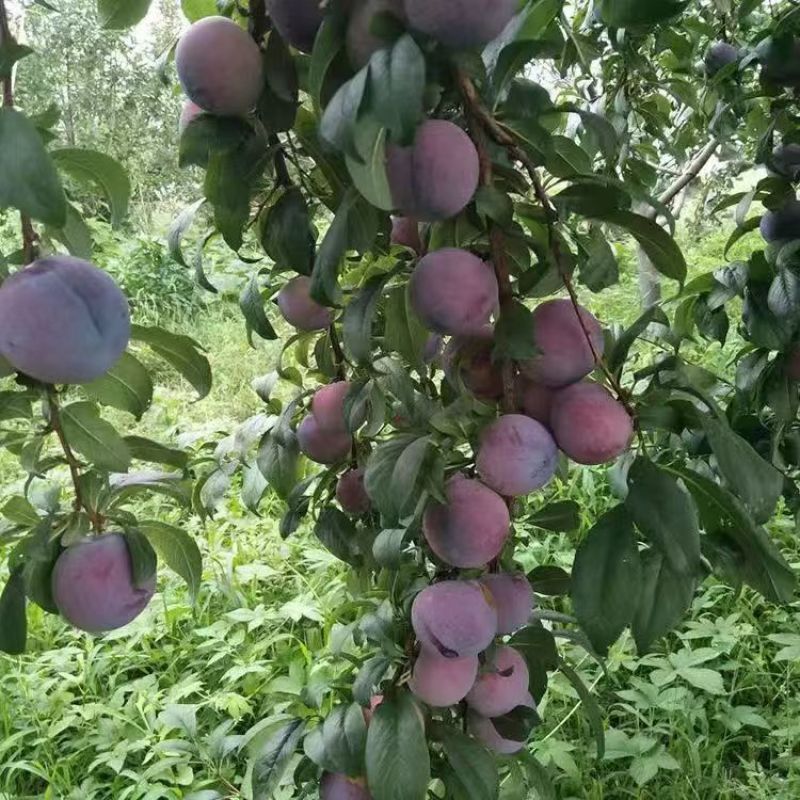 红脆李子，安格诺，大量供应，代办代发，对接电商批发市场
