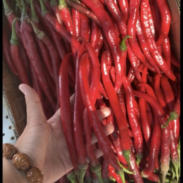 河南红线椒大量有货