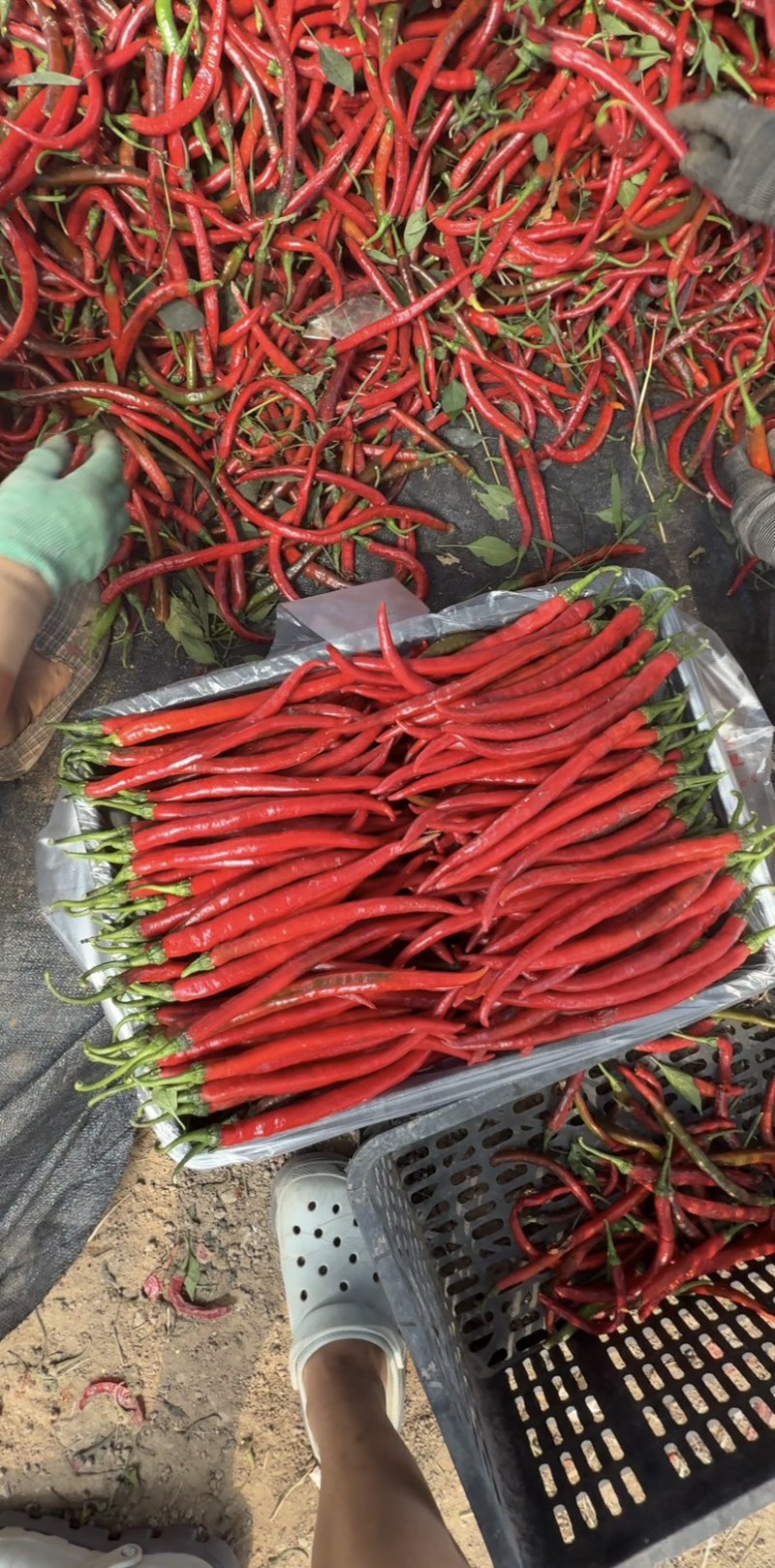 河南红线椒大量有货