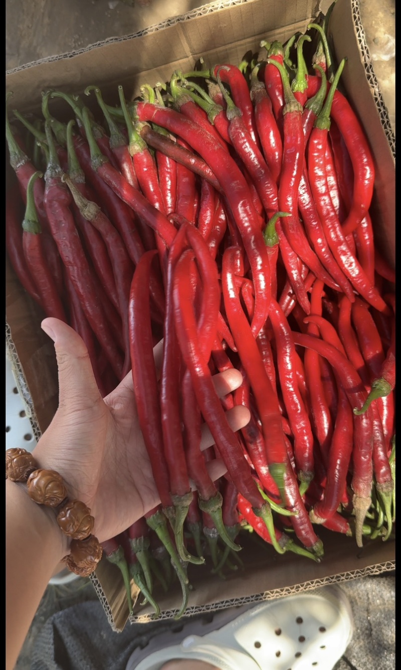 河南红线椒大量有货