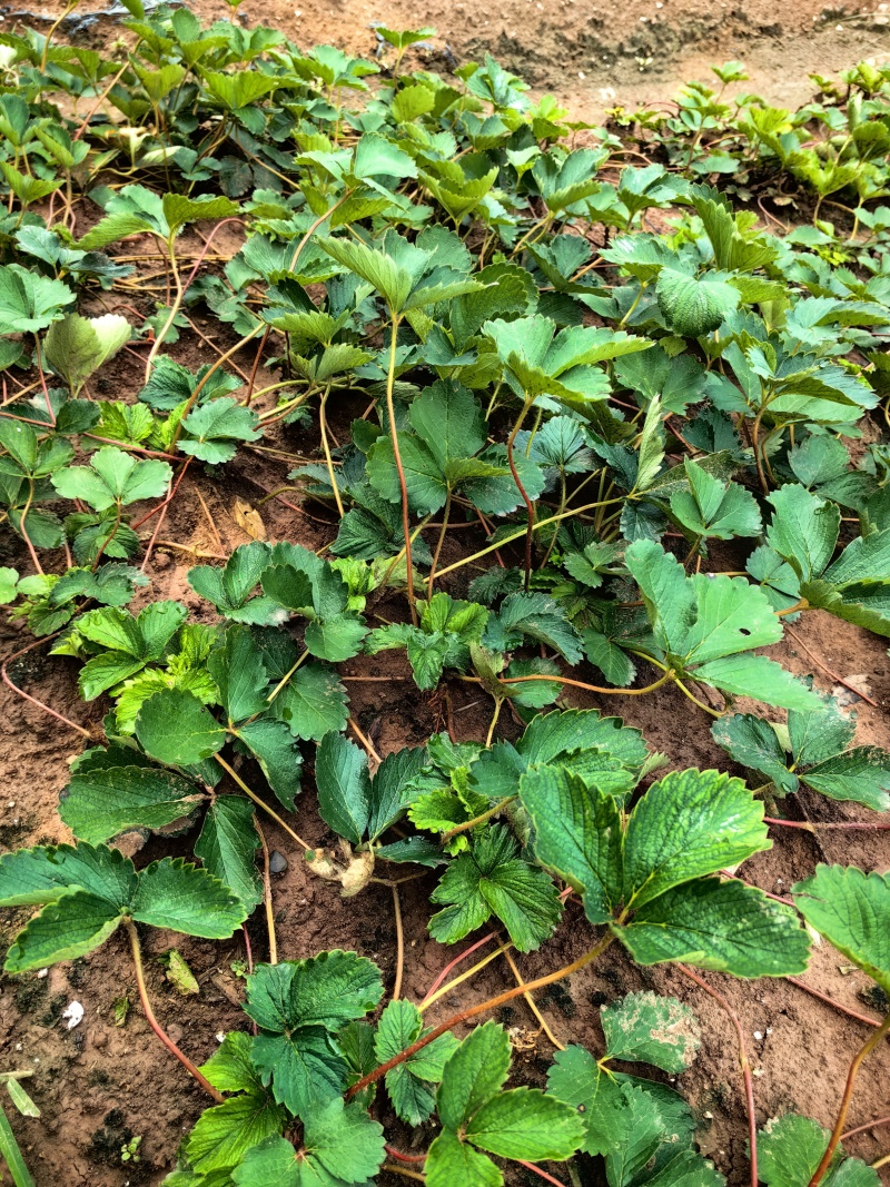脱毒大叶红颜，粉玉2号，基地直发，照片真实！提供全年技术指导