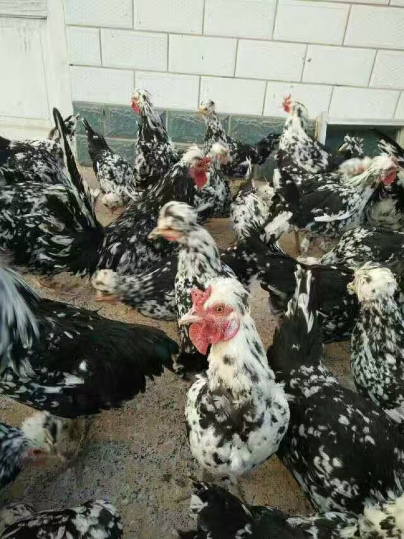 贵妃鸡苗
