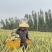广东徐闻菠萝一件代发，一手货源、产地直供，欢迎前来对接
