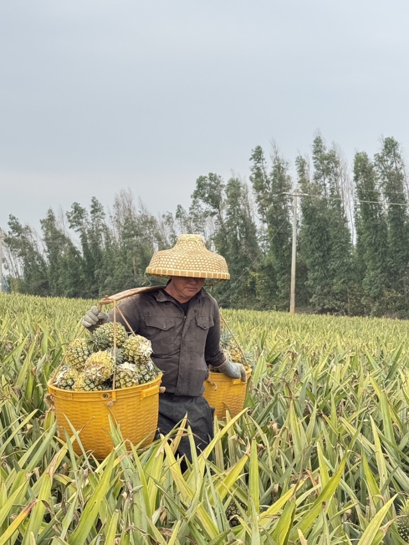 广东徐闻菠萝一件代发，一手货源、产地直供，欢迎前来对接