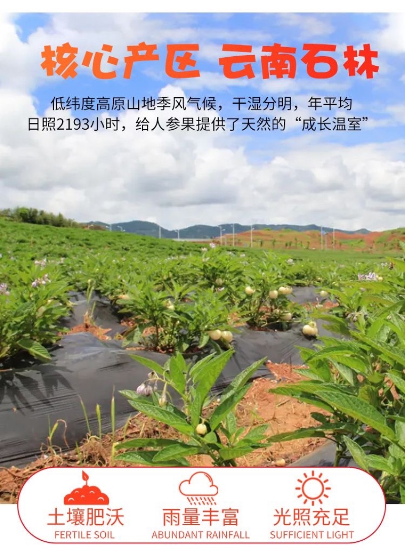 人参果接电商一件代发云南石林人参果树熟低糖水果