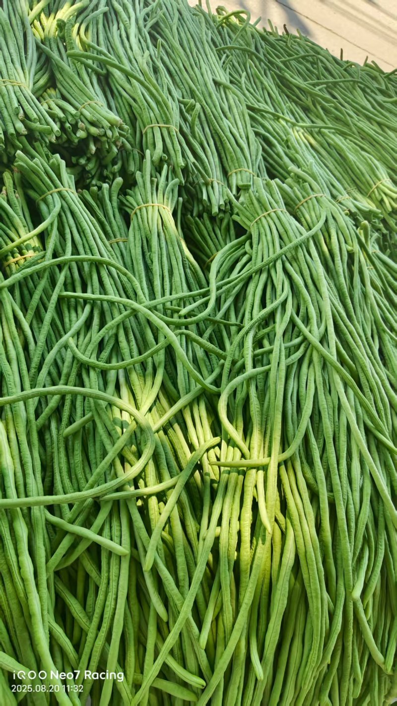 精品江苏青条豆角基地直供质量保证货源充足量大优惠