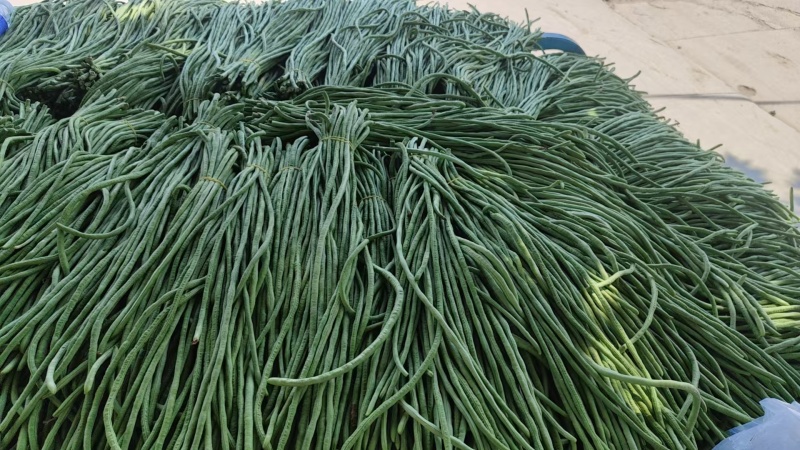 精品江苏青条豆角基地直供质量保证货源充足量大优惠