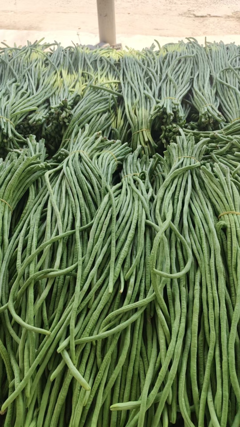 江苏豆角大量上市，对接各种商超市场，量大从优