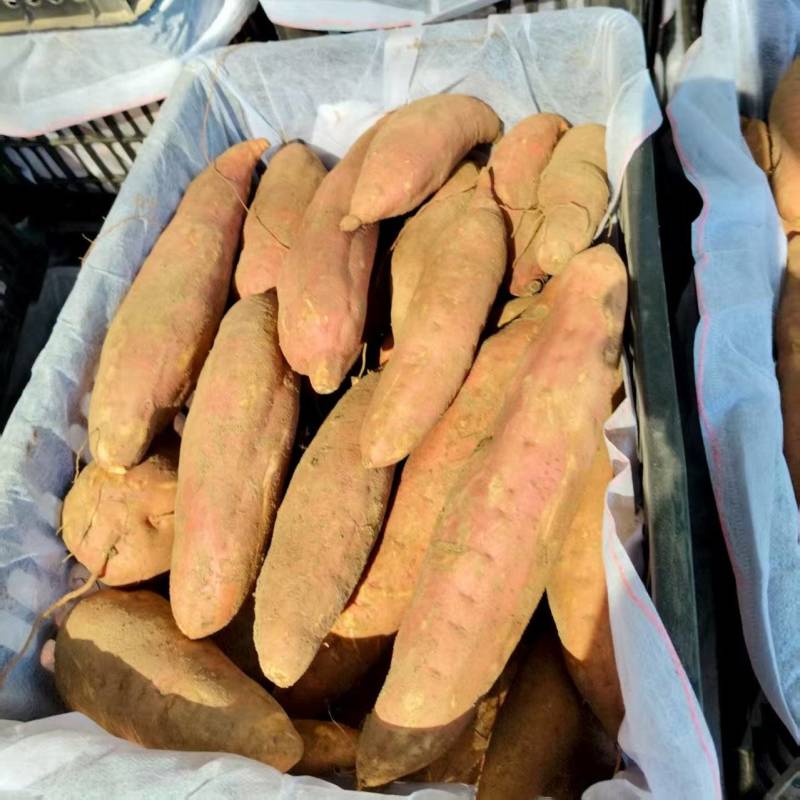 热卖红薯地瓜西瓜红红薯产地货源价格优惠欢迎新老客户前来