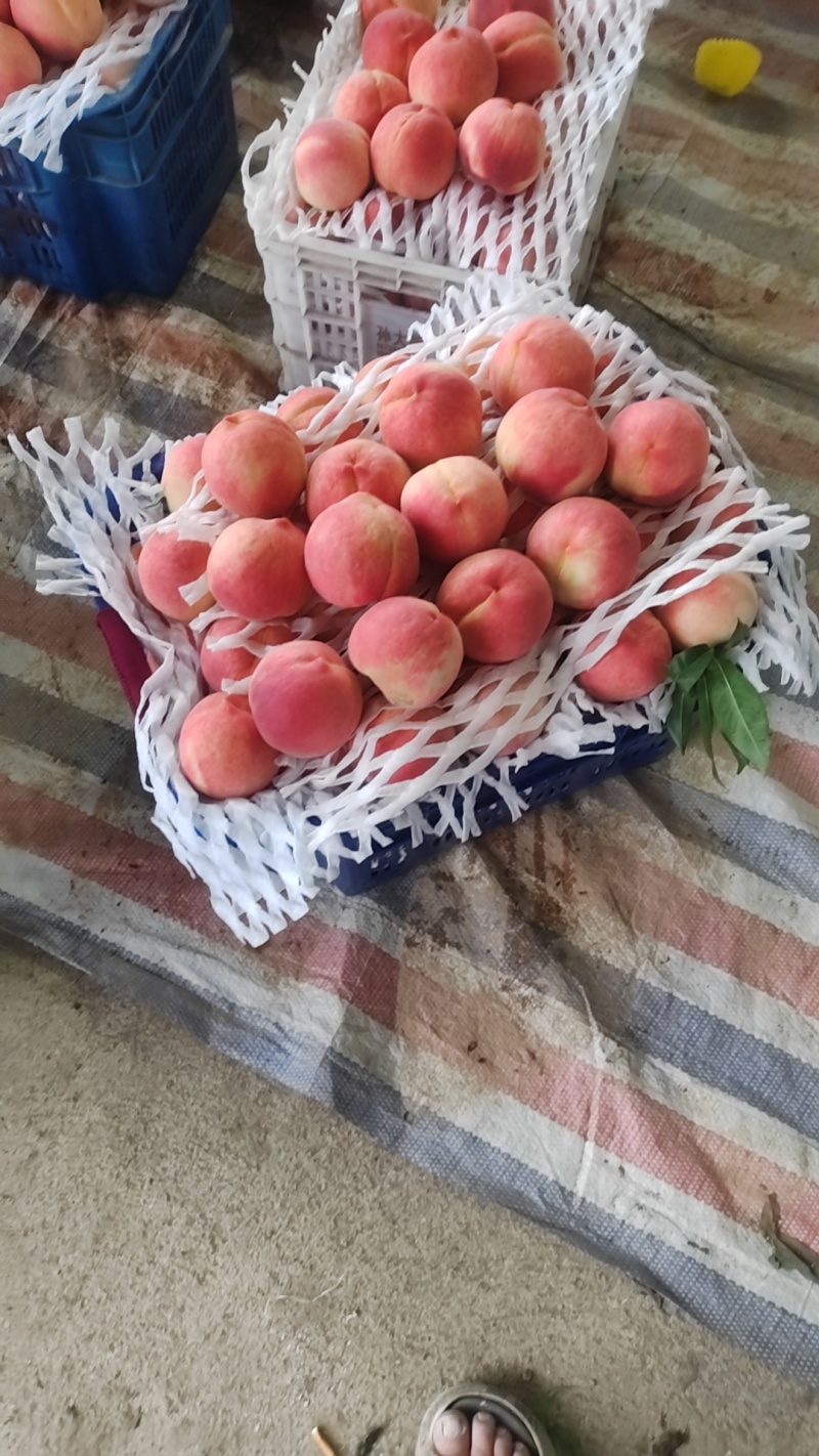 晚九号水蜜桃