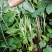 东北红杆大叶芹山野菜秋季头茬现买现拔产地直销