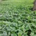 东北红杆大叶芹山野菜秋季头茬现买现拔产地直销