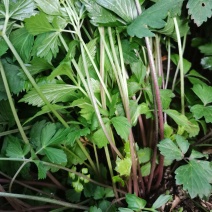 东北红杆大叶芹山野菜秋季头茬现买现拔产地直销