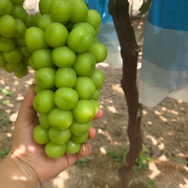 阳光玫瑰葡萄颗粒饱满串行紧密大小规格都有现摘现发现场挑量