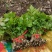 东北红杆大叶芹山野菜秋季头茬现买现拔产地直销