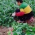 菠菜批发零售