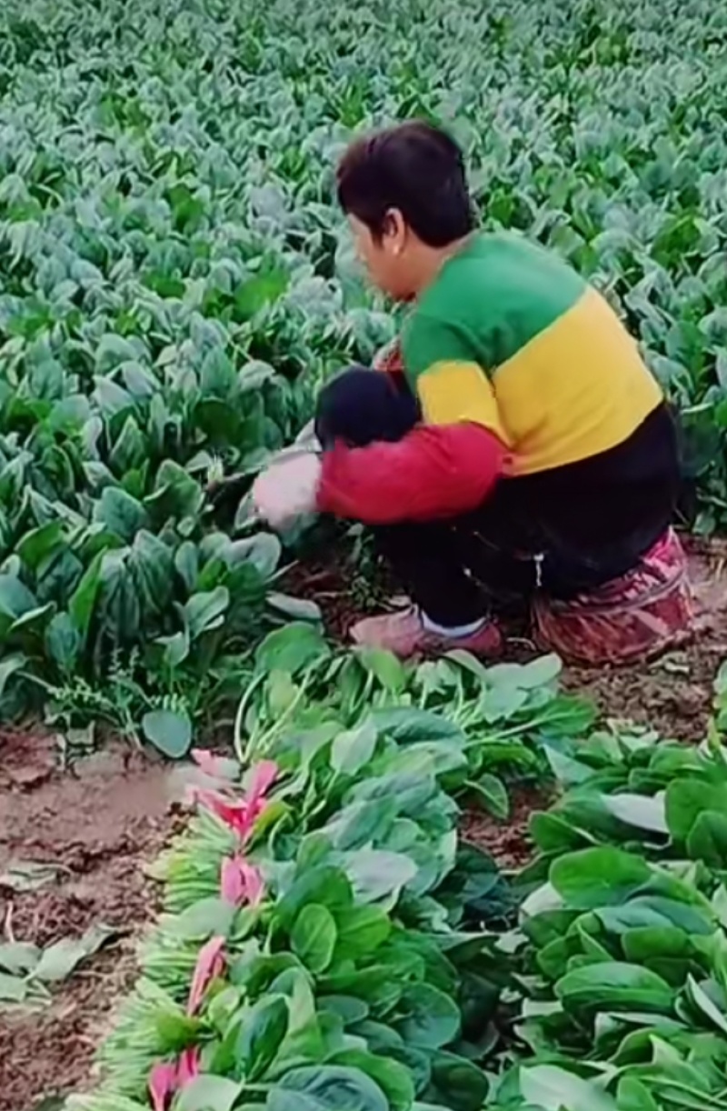 菠菜批发零售