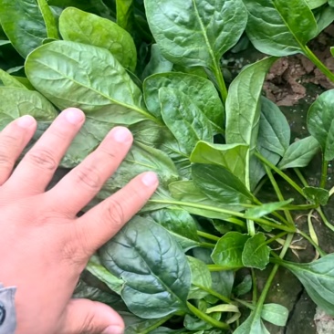 菠菜批发零售