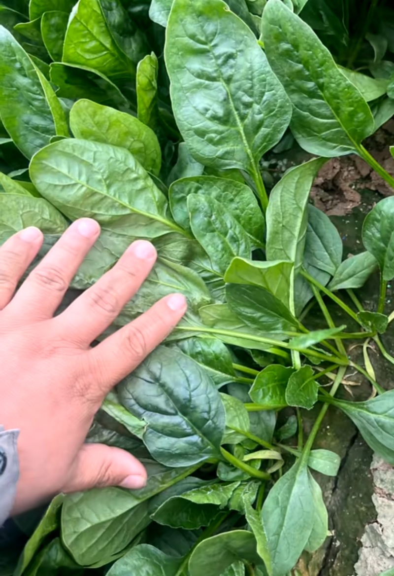 菠菜批发零售