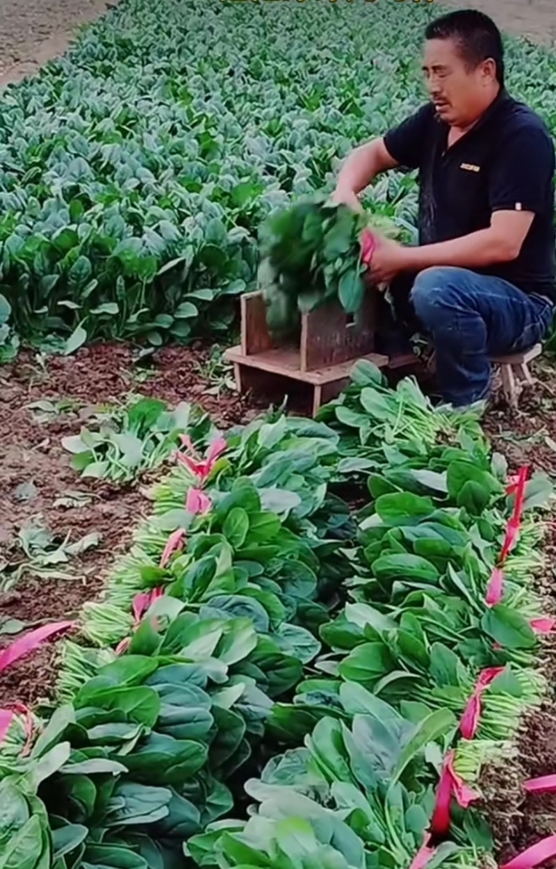 菠菜批发零售