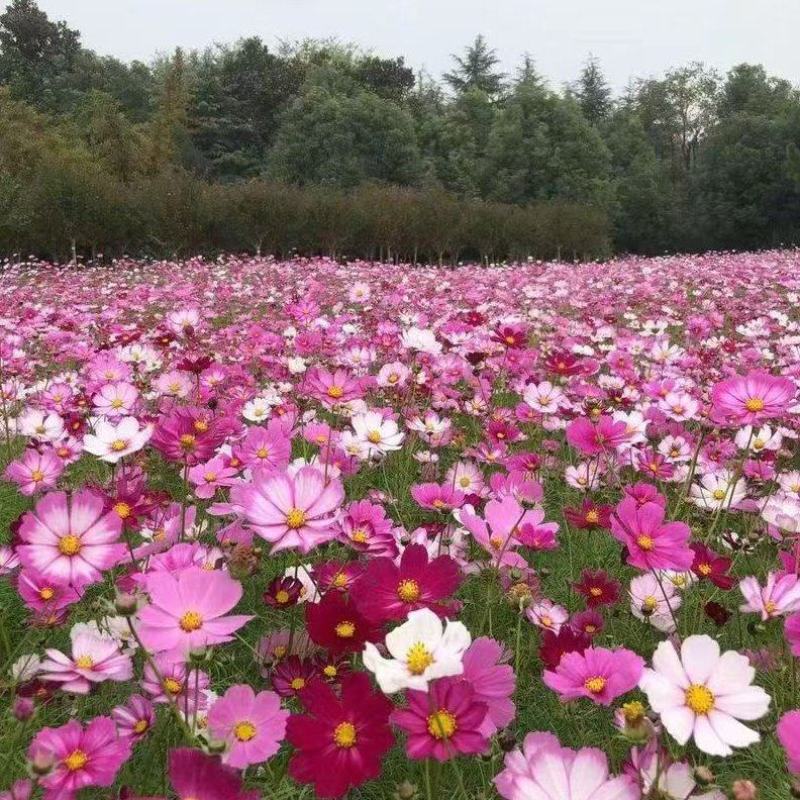 波斯菊花种子格桑花开花易活庭院景观混色野花组合种子