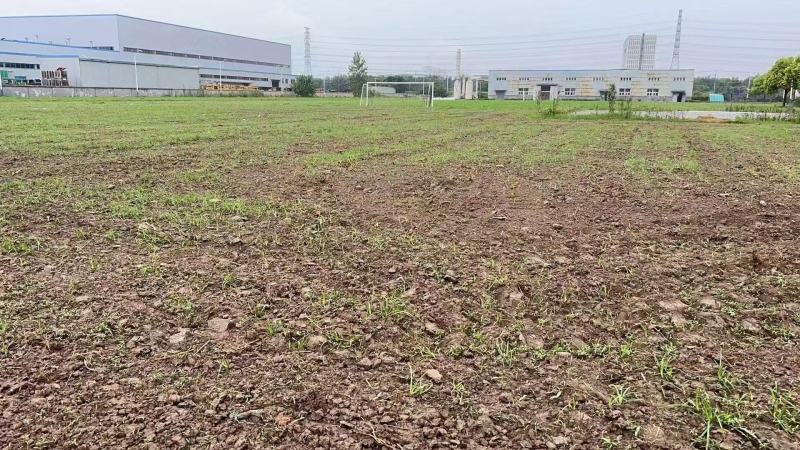 波斯菊花种子格桑花开花易活庭院景观混色野花组合种子