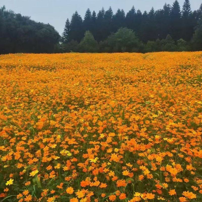 硫化菊种子抗晒耐贫瘠绿化地栽撒土好活无需打理