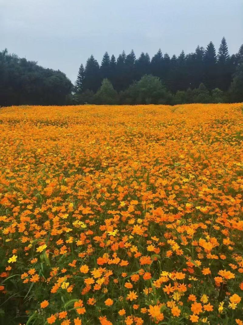 硫化菊种子抗晒耐贫瘠绿化地栽撒土好活无需打理