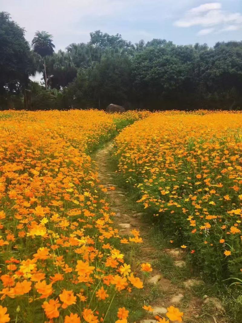 硫化菊种子抗晒耐贫瘠绿化地栽撒土好活无需打理