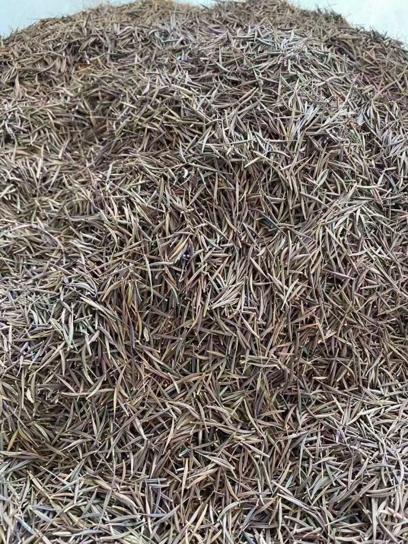 硫化菊种子抗晒耐贫瘠绿化地栽撒土好活无需打理