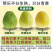 白心番石榴芭乐大量有货保质保量一件代发一手货源