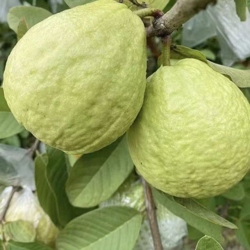 白心番石榴芭乐大量有货保质保量一件代发一手货源