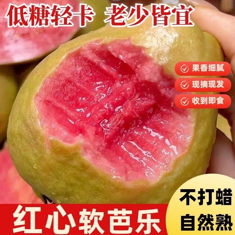 红心番石榴芭乐大量上市产地直销货源保障一件代发