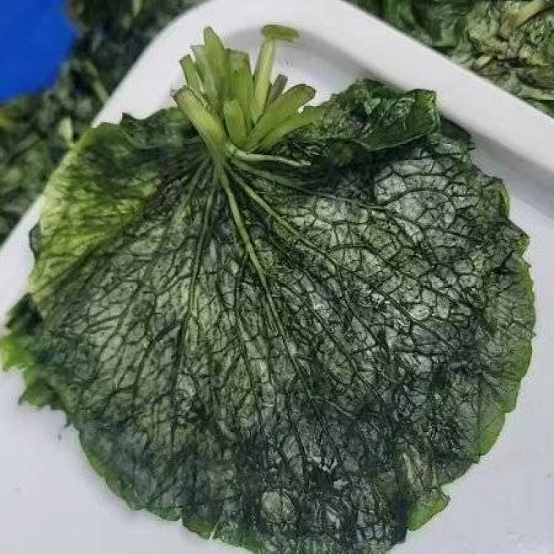 腌渍山葵叶片