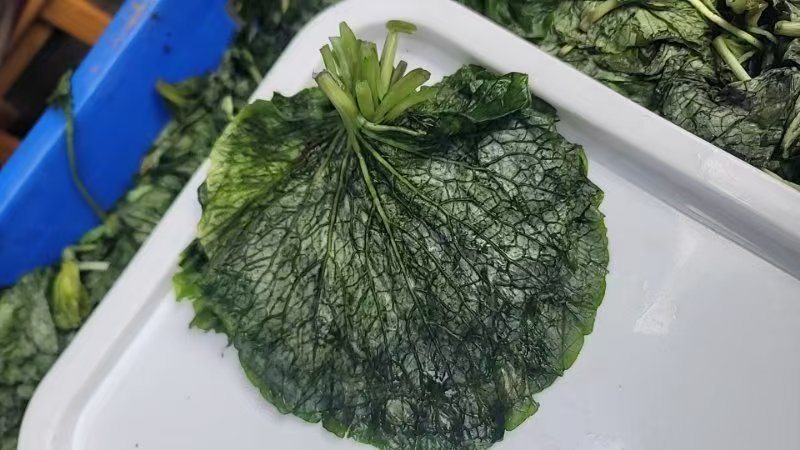 腌渍山葵叶片
