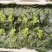 腌渍山葵叶片