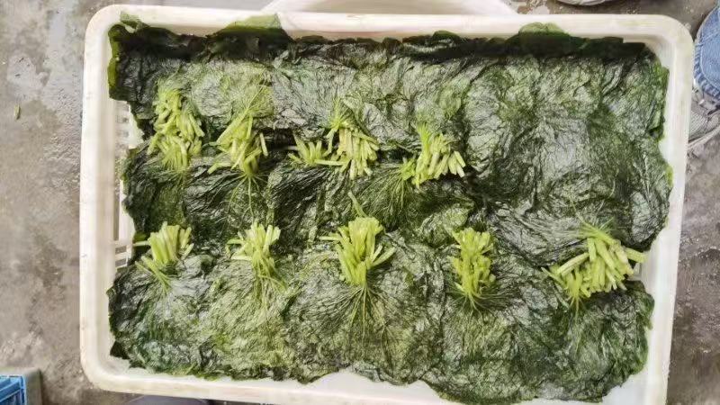 腌渍山葵叶片