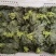 腌渍山葵叶片