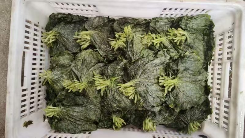 腌渍山葵叶片