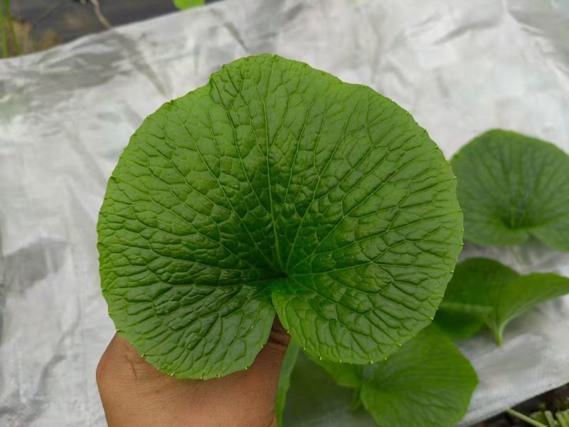 腌渍山葵叶片