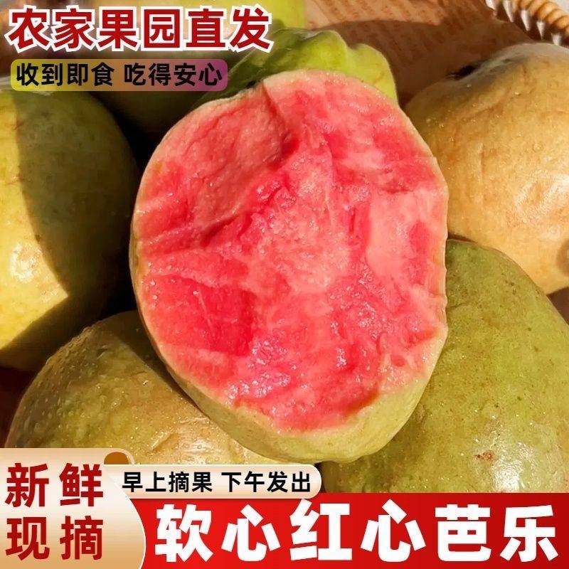 红心番石榴芭乐大量上市产地直销货源保障一件代发